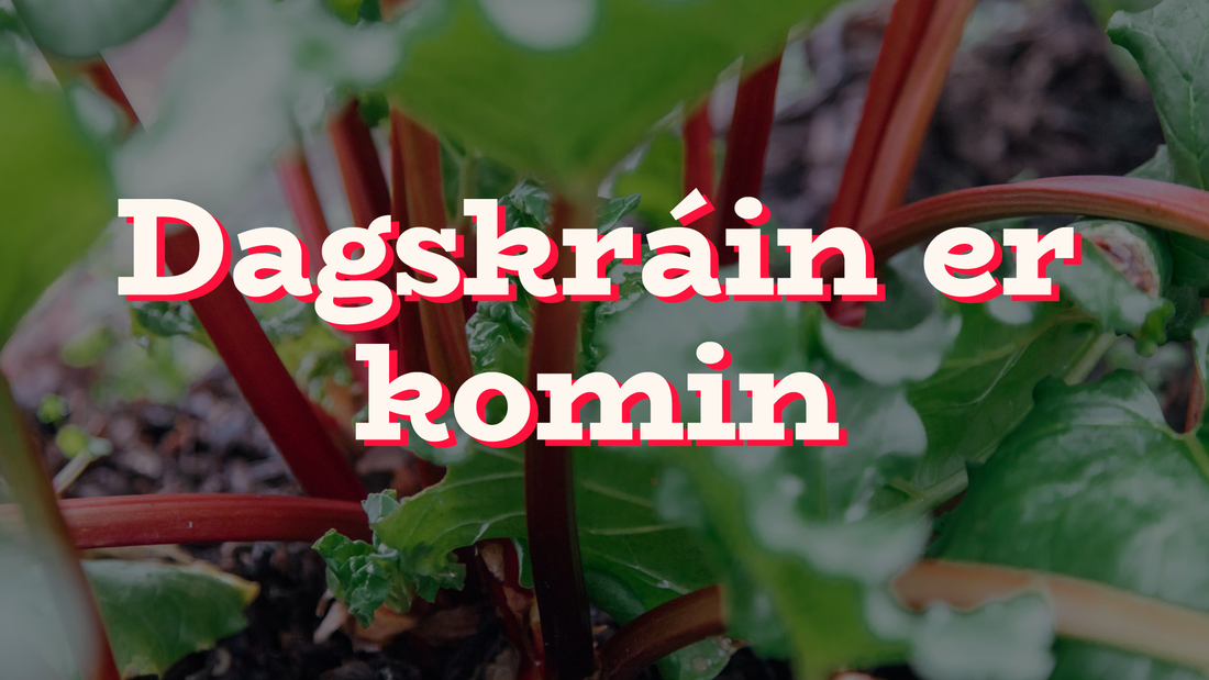 Dagskráin er mætt