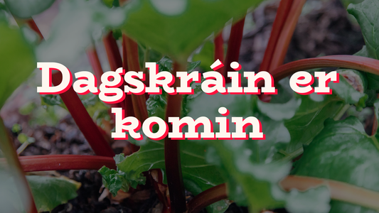 Dagskráin er mætt